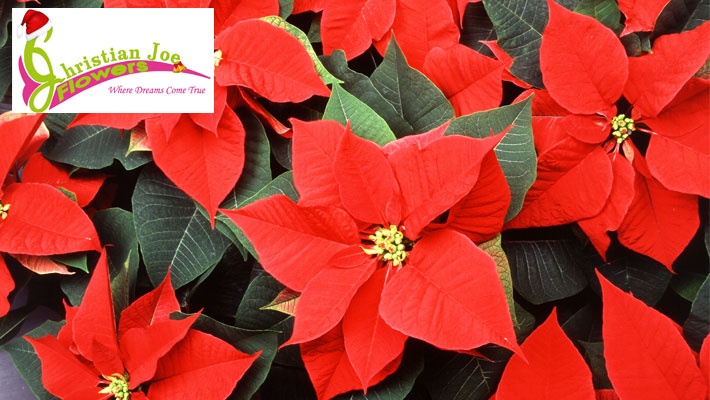 Christmas Flowers / Poinsettia Plant Gosawa Beirut Deal